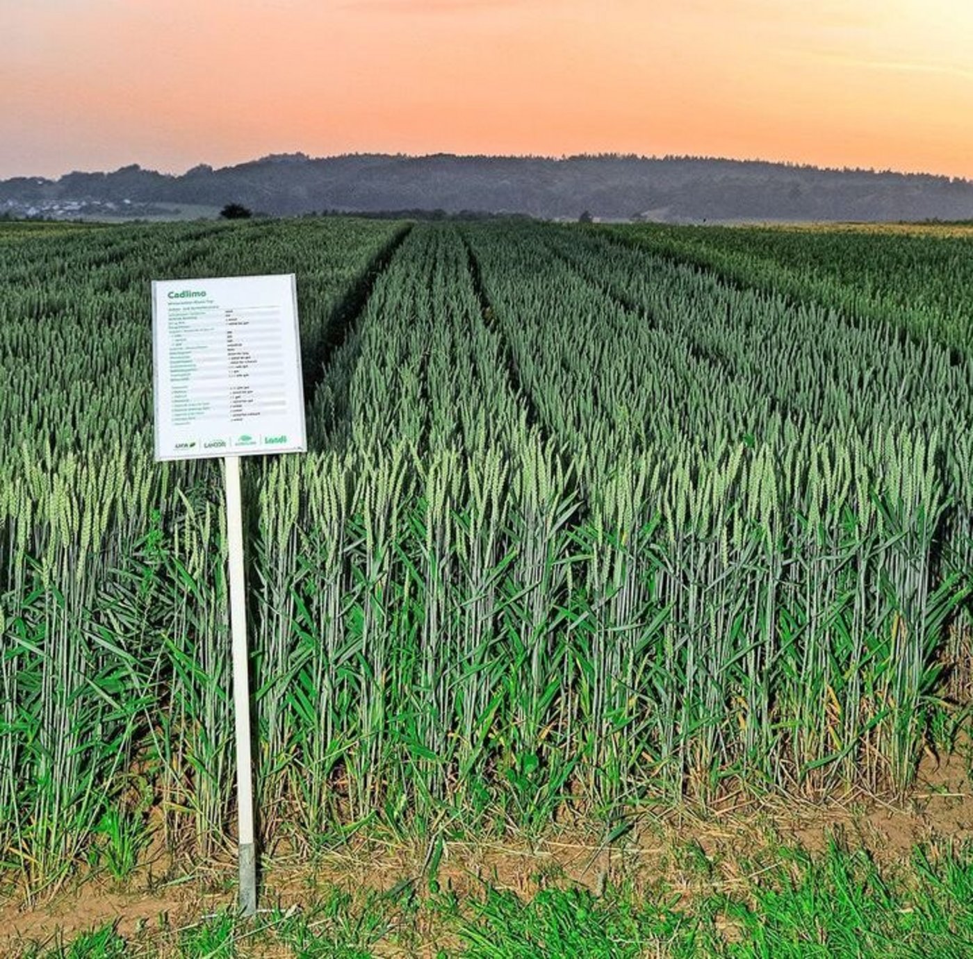 Die Weizensorte Cadlimo liefert gute Erträge. Die Landwirte seien zufrieden mit ihr. Wahrscheinlich werde sie ihres Namens wegen so wenig angebaut, meint Daniel Feuchter.