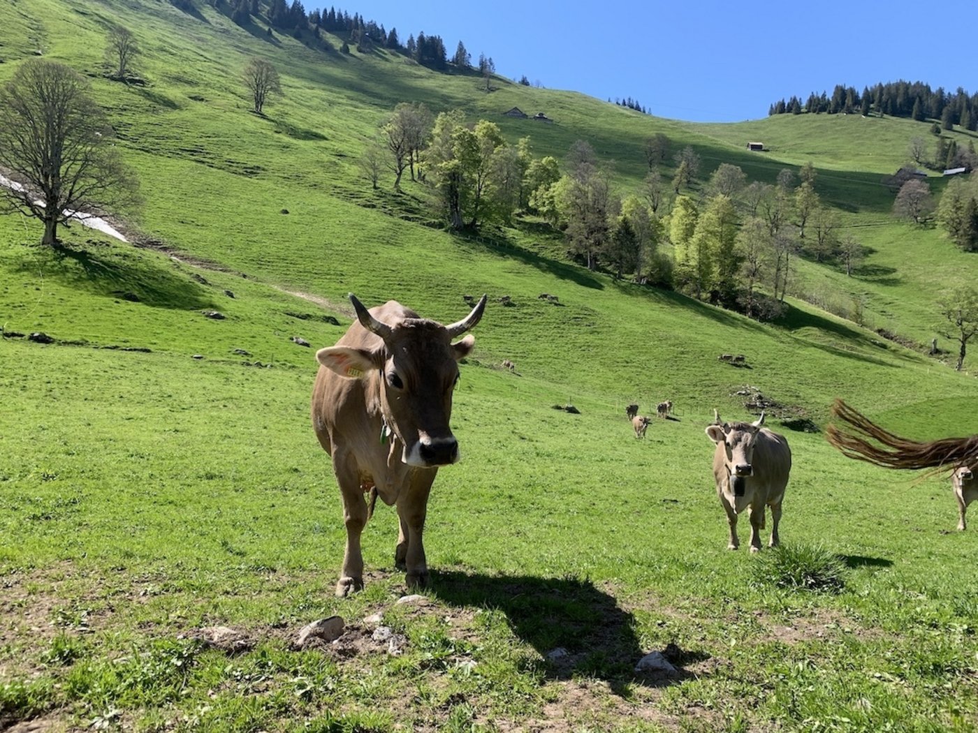 Sömmerungsweide nahe beim Schnee auf einer Alp unterhalb des Buochserhorn in Nidwalden, auf 1250 m über Meer. (Bild Josef Scherer)