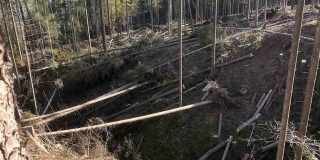 Werden Wälder nicht aufgeräumt, hat das Nutzen für die Artenvielfalt, sagen Forschungsresultate (Bild BauZ)