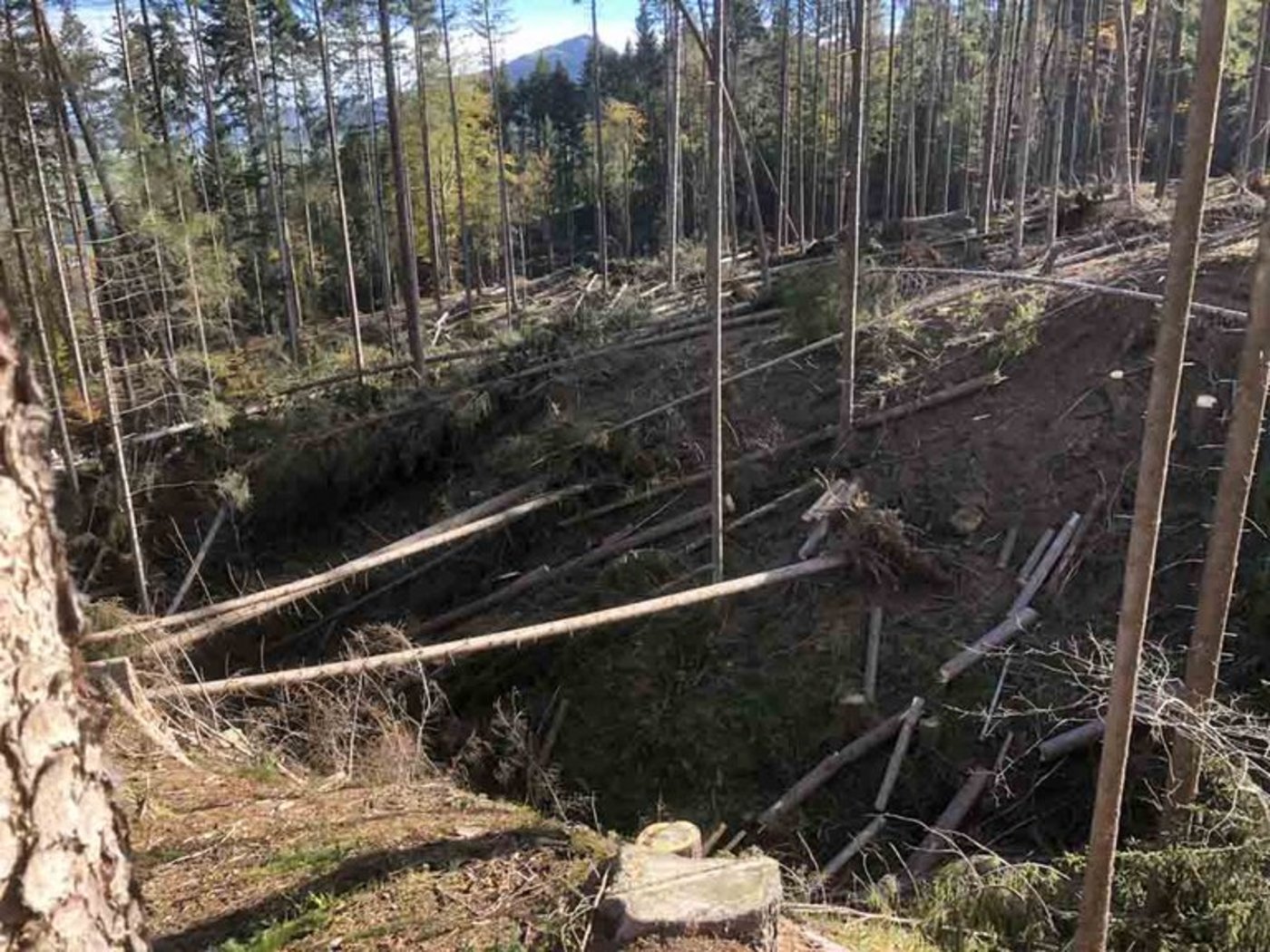 Werden Wälder nicht aufgeräumt, hat das Nutzen für die Artenvielfalt, sagen Forschungsresultate (Bild BauZ)