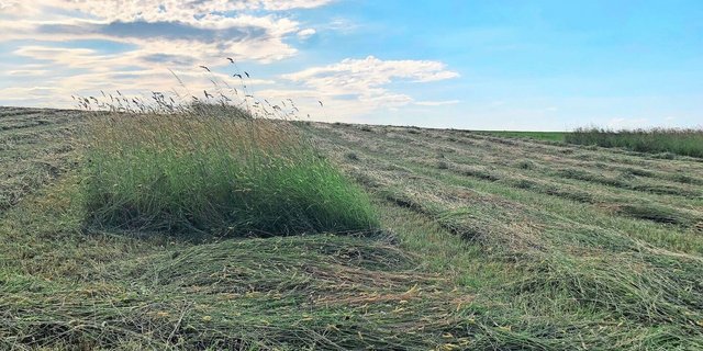 Eine BrBL-Massnahme ist die gestaffelte Nutzung von maximal der Hälfte der Biodiversitätsförderflächen-Wiesen auf Betriebsebene. Der früheste Schnittzeitpunkt wird dabei regional festgelegt. 