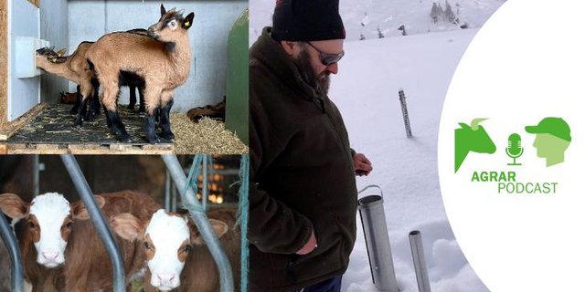 Die fünfte Episode des «AgrarPodcasts» unter anderem mit Themen wie Bündner Bio-Gitzi, Lawinenbeobachter und einem Marktkommentar zum Kälbermarkt (Bilder/Compositing: «die grüne», Jürg Vollmer / BauZ Ruth Aerni/Esther Thalmann): 