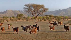 Weltweit machen Wied Weltweit machen Wiederkäuer wie Ziegen oder Rinder grosse Flächen für den Menschen zur Nahrungsmittelproduktion nutzbar. Aber nicht alles mit Tieren genutzte Land ist nicht ackerbaufähig.