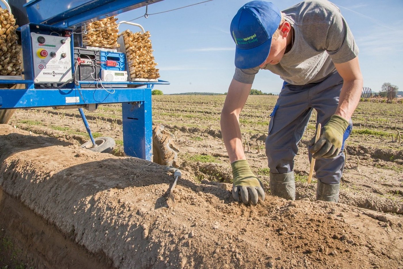 Bis Spargeln in grösseren Mengen aus der Schweiz erhältlich sind, geht es noch eine Weile. Aber die Saison nimmt Fahrt auf. (Bild zVg)