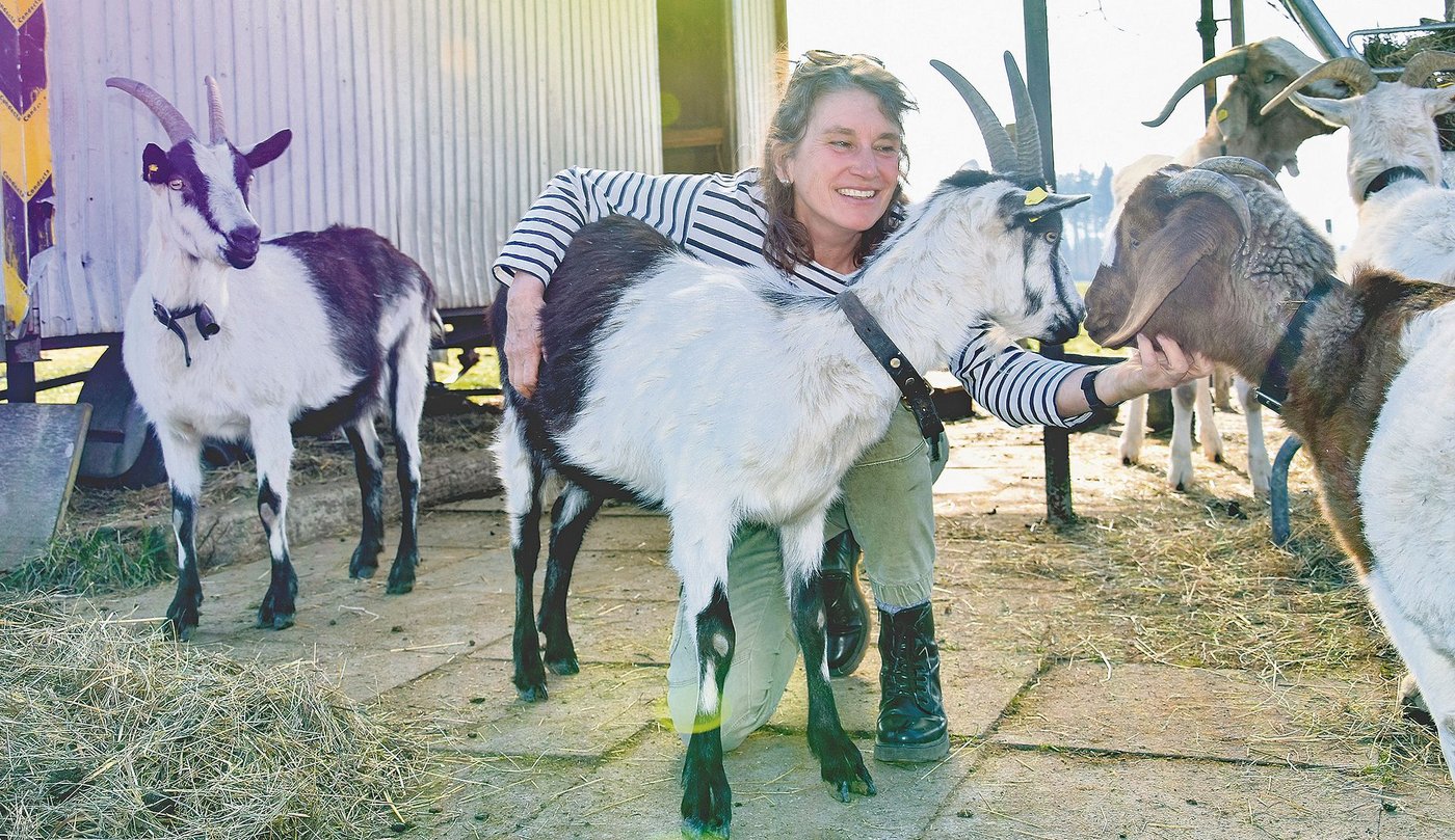 Die Bäuerin Gabriela Gfeller-Woodtli verbringt viel Zeit bei ihren Tieren auf dem IP-Betrieb in Beitenwil bei Rubigen. Die Pro-Specie-Rara-Pfauenziegen züchtet sie, eine Burenziege ist in der Gruppe mit dabei (rechts im Bild). (Bild BauernZeitung/sjh)