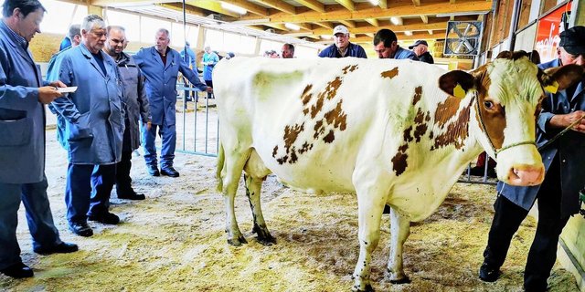 Die öffentlichen Märkte sind ein wichtiges Instrument bei der Preisbildung für Rindvieh. Die Inlandleistung leistet hierzu einen wichtigen Anreiz.