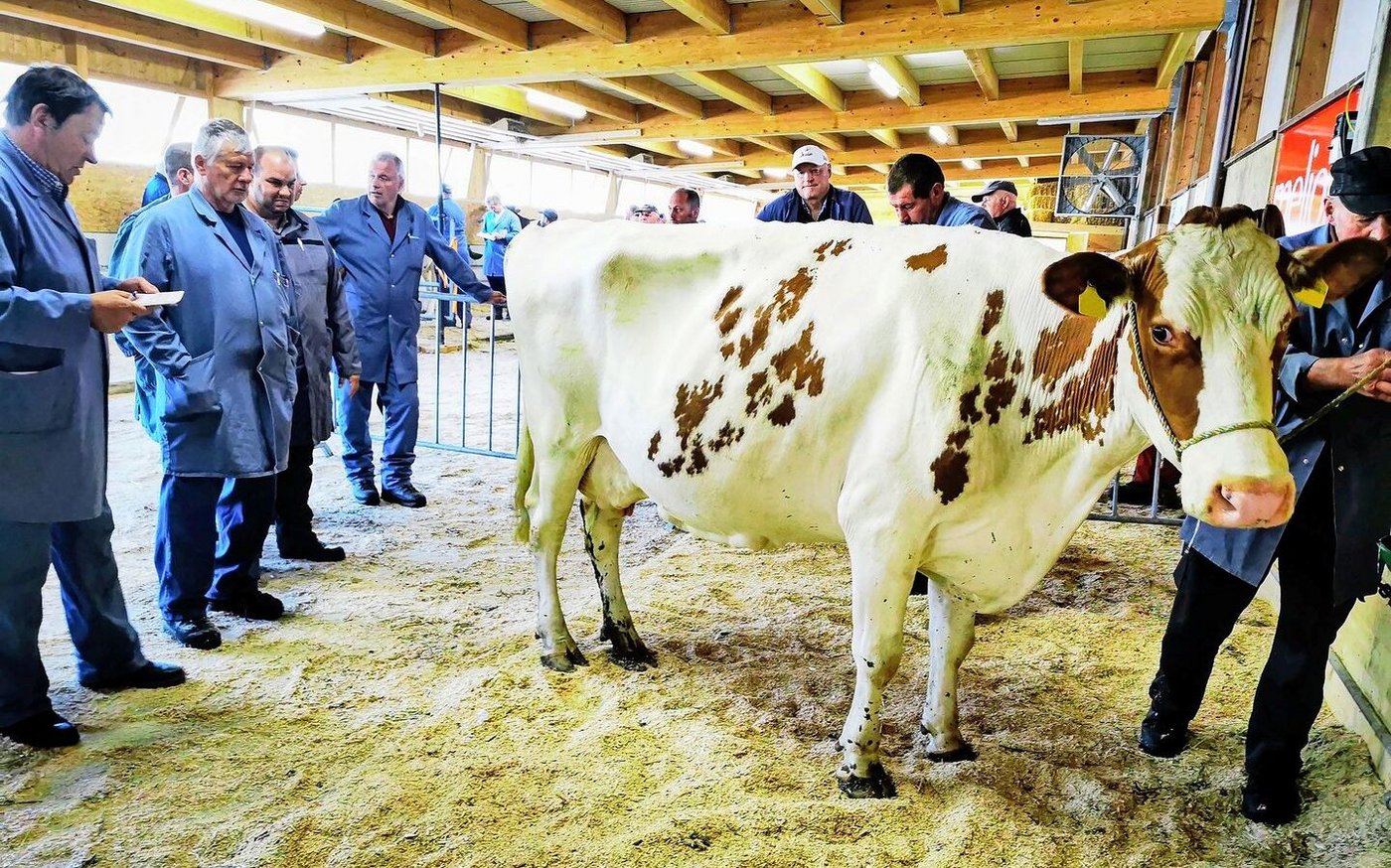 Die öffentlichen Märkte sind ein wichtiges Instrument bei der Preisbildung für Rindvieh. Die Inlandleistung leistet hierzu einen wichtigen Anreiz.
