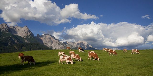 Kühe auf einer österreichischen Alp. (Symbolbild Pixabay)