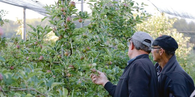 Die Produzenten schauten genau hin: Die Obstkulturbegehung in Lupfig vor einer Woche war eine Gelegenheit zur Weiterbildung und zum Vergleich.   (Bild Ruth Aerni)