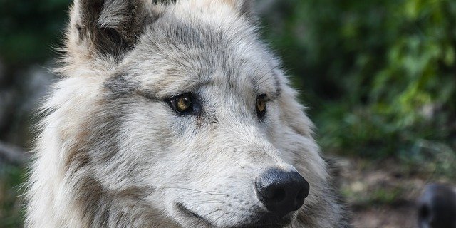 Der Nationalrat ging heute auf die Lockerung des Schutzes von Wölfen ein. (Bild pixabay)