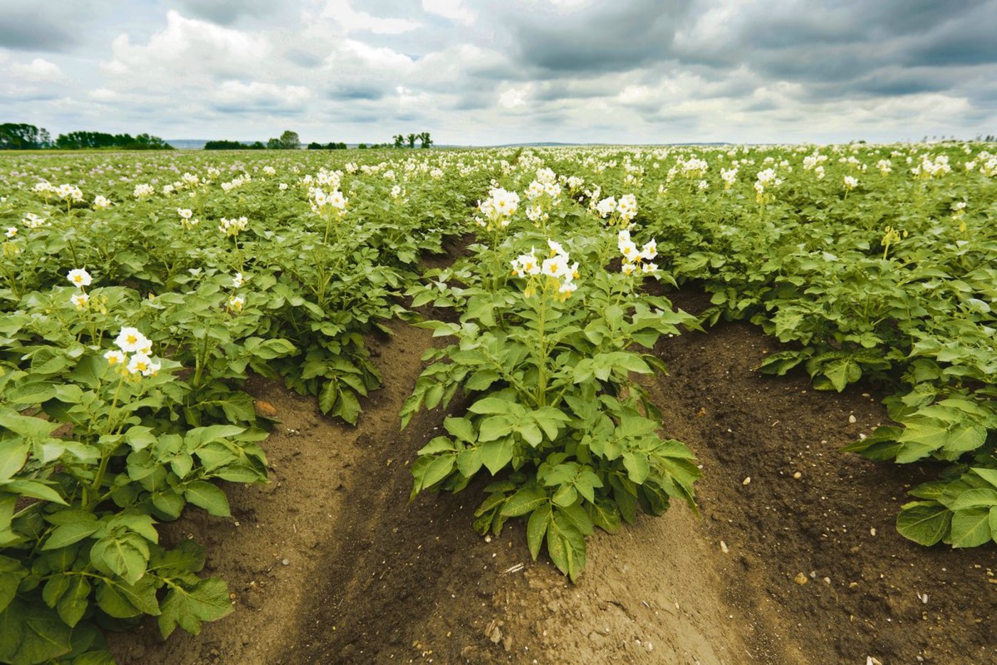Vor Kartoffeln sollte keine grosse Menge Mist aufs Feld. (Bild BauZ)