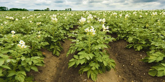 Vor Kartoffeln sollte keine grosse Menge Mist aufs Feld. (Bild BauZ)