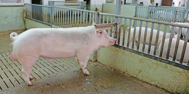 Auch wenn der überwiegende Teil der Schweizer Schweinezüchter die Sauen künstlich besamt, braucht es mindestens einen guten Eber für die Stimulation.