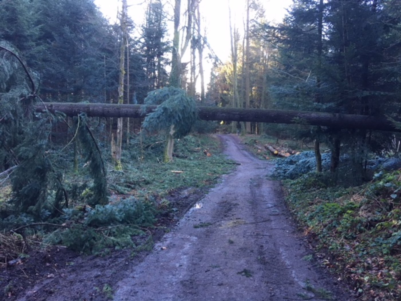 Es wird gebeten, auf Waldspaziergänge in den nächsten Tagen zu verzichten. (Bild Josef Scherer) 