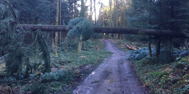 Es wird gebeten, auf Waldspaziergänge in den nächsten Tagen zu verzichten. (Bild Josef Scherer) 