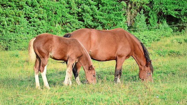 Bei laktierenden Stuten ist ein BCS von 4 anzustreben. Dabei sind die Rippen nicht sichtbar, aber leicht zu ertasten.