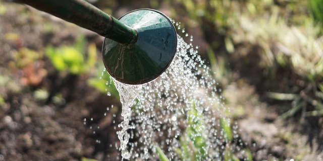 Der Gemüseanbau in Hobbygärten würde zur Landesversorgung beitragen, so ein Argument der Petition. (Bild BauZ/ Fotolia)