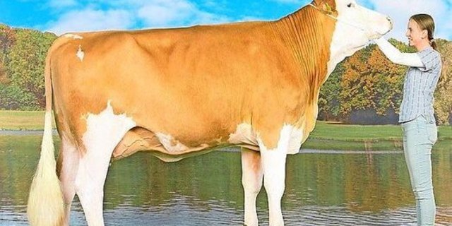 Kuh Bernina überzeugt mit ihrem Exterieur: Sie ist die höchste linear beschriebene reine Simmentaler-Kuh in der Schweiz. 
