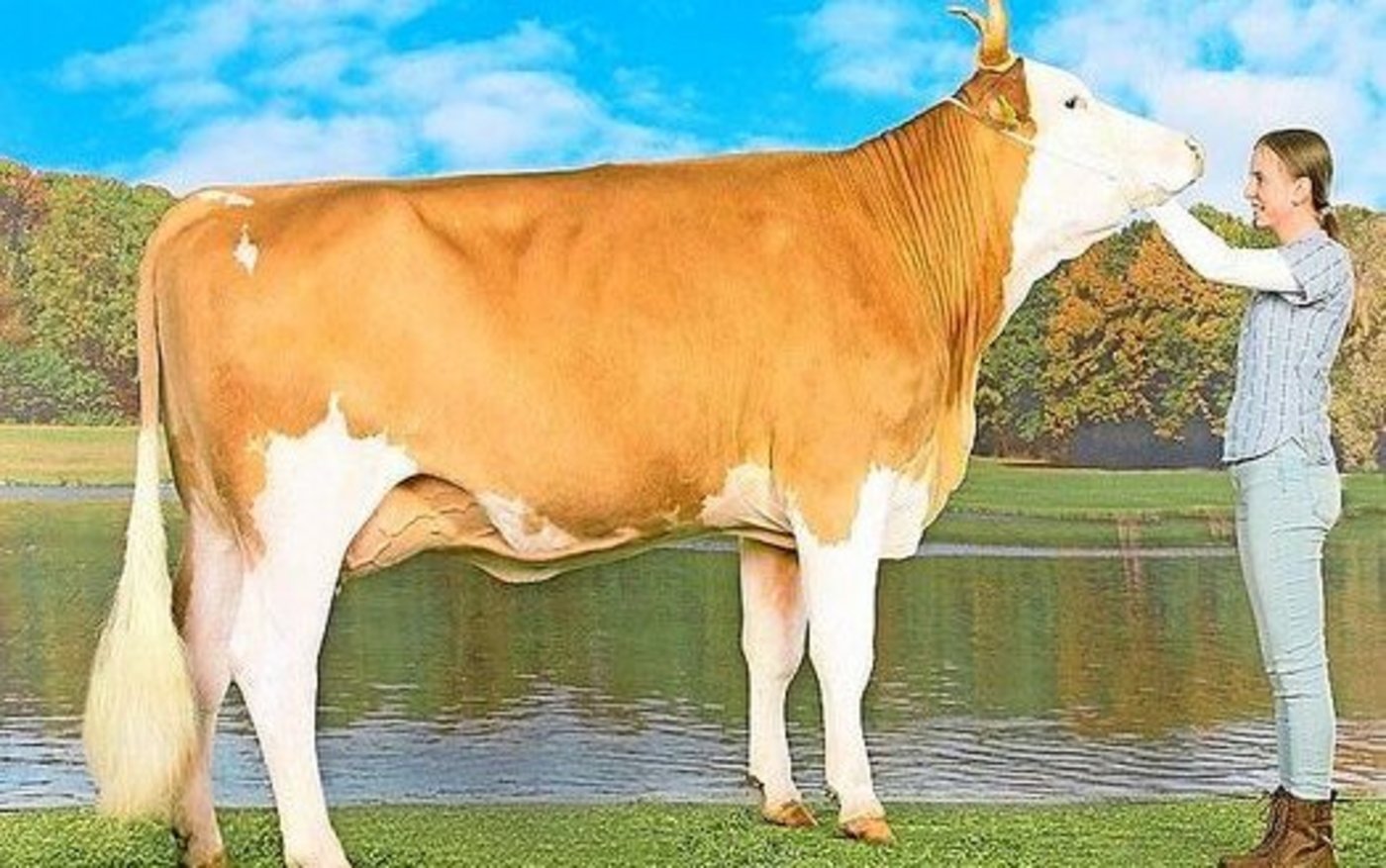 Kuh Bernina überzeugt mit ihrem Exterieur: Sie ist die höchste linear beschriebene reine Simmentaler-Kuh in der Schweiz. 