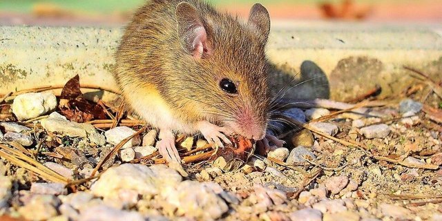Nager wie Mäuse fühlen sich wegen des vielen Futters und den Versteckmöglichkeiten wohl auf dem Hof.   