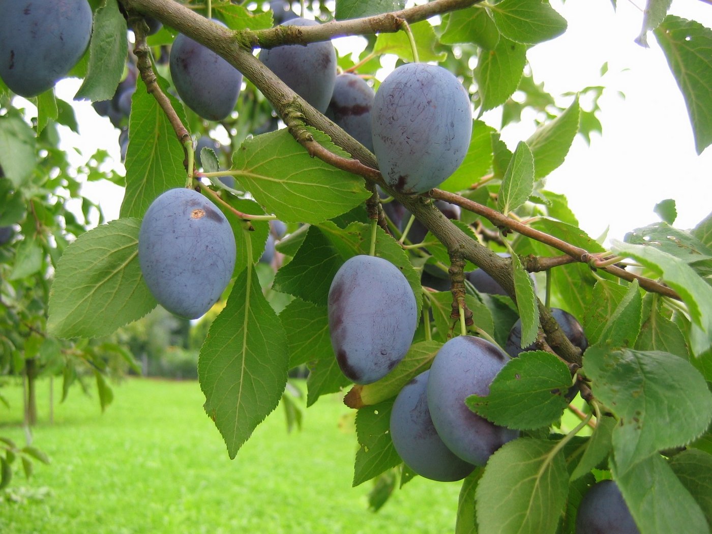 Die Hauszwetschge am Baum. (Bild zVg)