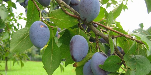 Die Hauszwetschge am Baum. (Bild zVg)