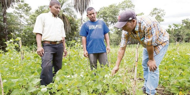 Bauernfamilien in Honduras experimentieren mit Bohnensamen. Eigenes Saatgut macht sie weniger abhängig. 