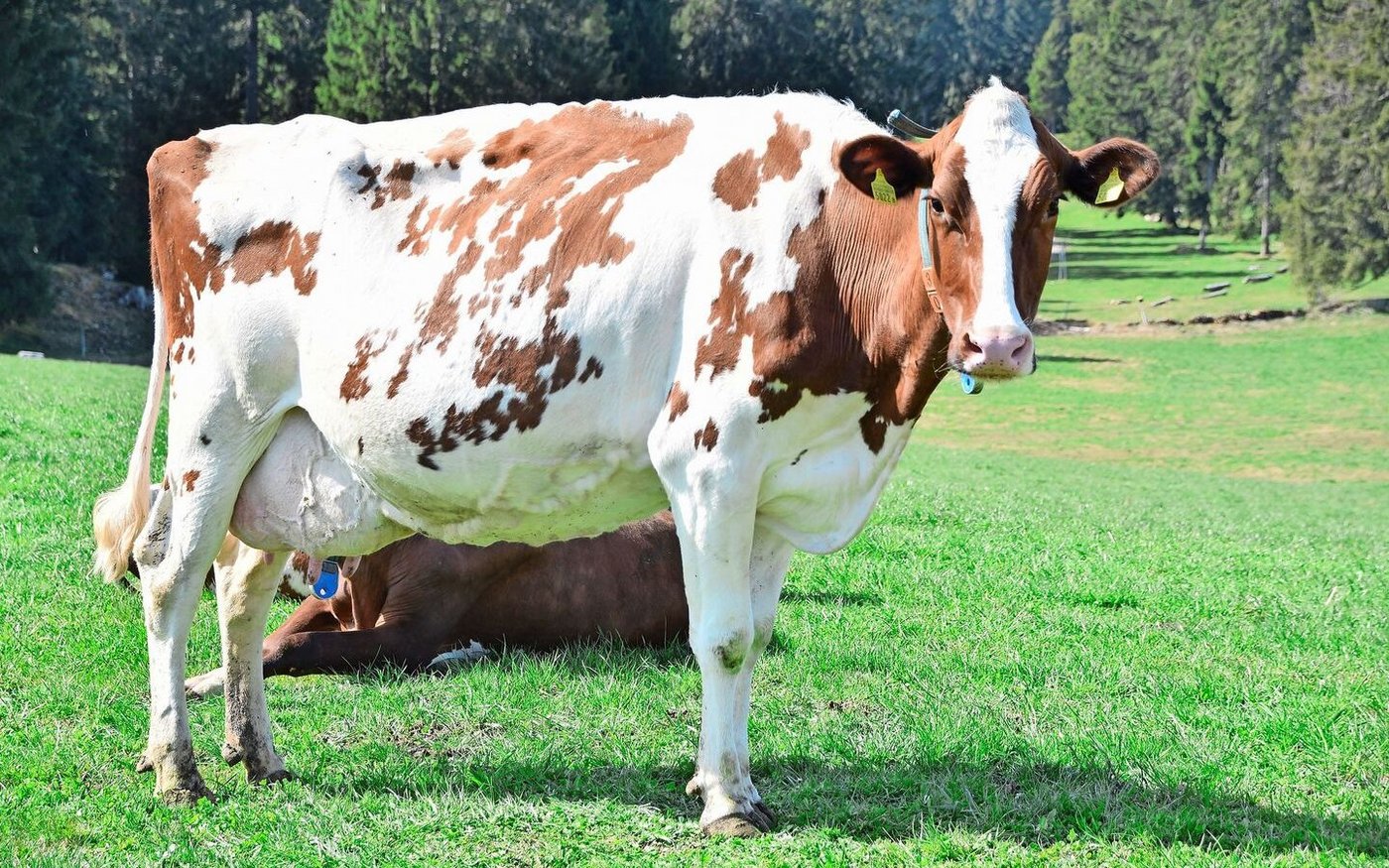 Die schöne Gold-PP-Tochter Ersp-G-B-D Adele P widerspiegelt das Zuchtziel der Familie Sprunger. 
