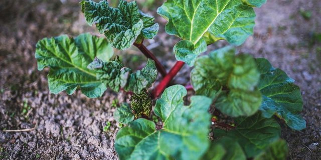 Die knallroten Stängel der jungen Rhabarberstauen stechen aktuell in fielen Gärten ins Auge. (Bild Pixabay)