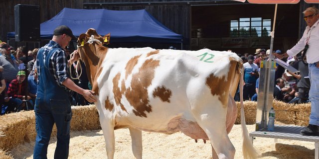 Sie ist die Vollschwester der Swat-Mutter Swanda: Les Richard Odyssey Samaya VG 85 ging für 7200 Franken an einen Käufer. Sie ist frisch in die zweite Laktation gestartet.(Bilder Peter Fankhauser)