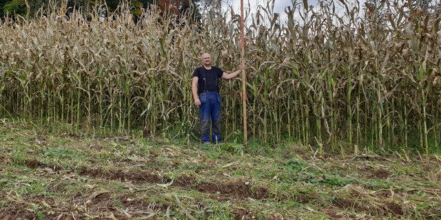 Stefan Rohrbach macht gute Erfahrungen mit der Dammkultur. Seine Maisbestände sind immer über drei Meter hoch und geben für seine Verhältnisse gute Erträge. (Bild Stefan Rohrbach)