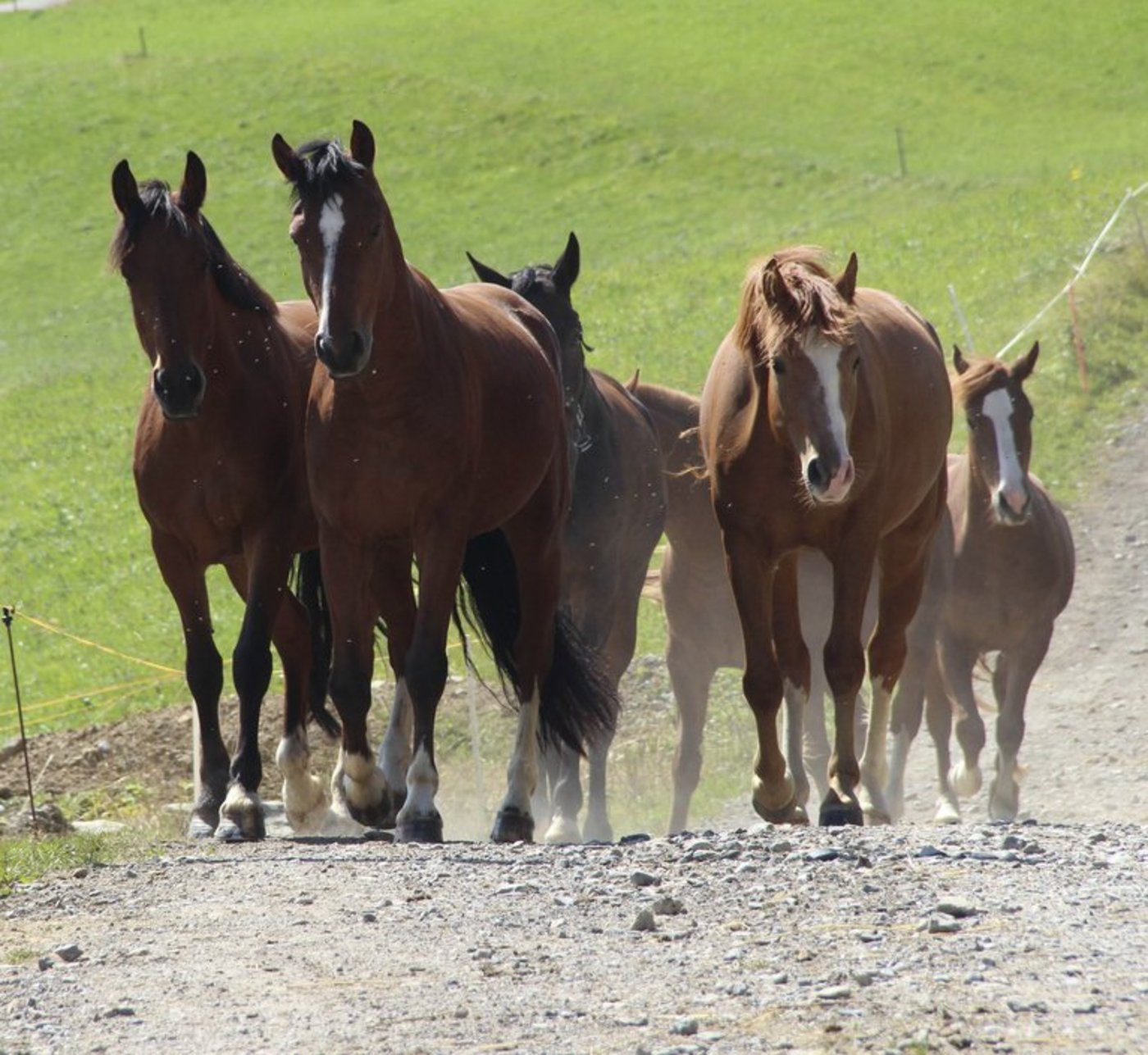 Vor allem in Deutschland sind nicht-tierärztliche medizinische Dienstleistungen bei Pferden beliebt. (Bild landwirtschaft.ch, Julia Schwenter)