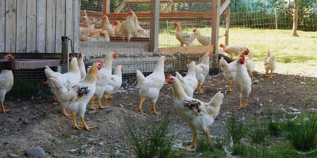 Junghähne des Projekts «Henne & Hahn»: Die männlichen Küken werden ausgemästet statt getötet. Per 2026 ist das für alle Bioküken in der Schweiz Pflicht.