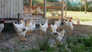 Junghähne des Projekts «Henne & Hahn»: Die männlichen Küken werden ausgemästet statt getötet. Per 2026 ist das für alle Bioküken in der Schweiz Pflicht.