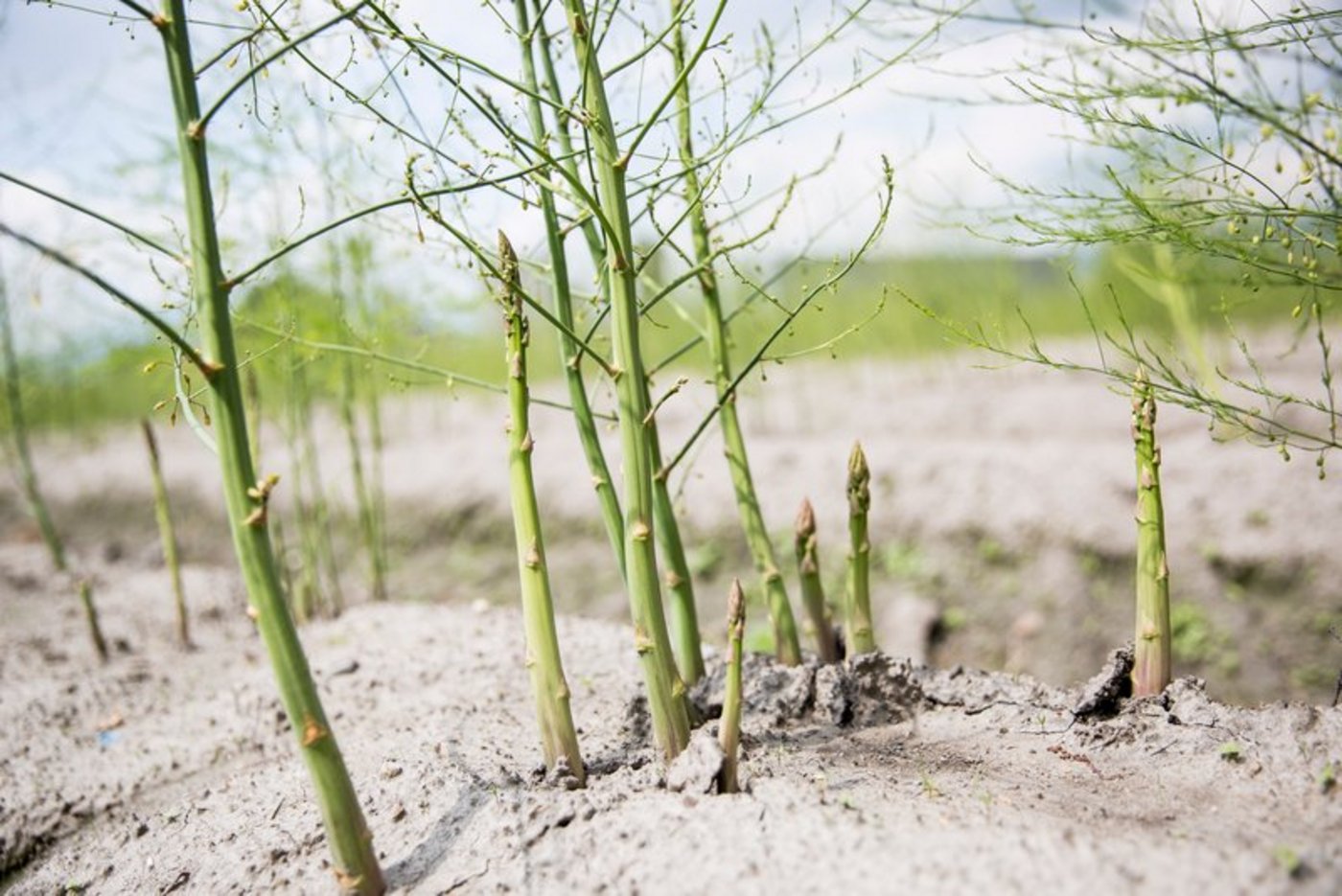 Junge haben Zeit, Bäuerinnen und Bauern wahrscheinlich zu wenig Helfer – z. B. zum Spargelstechen. (Bild BauZ)