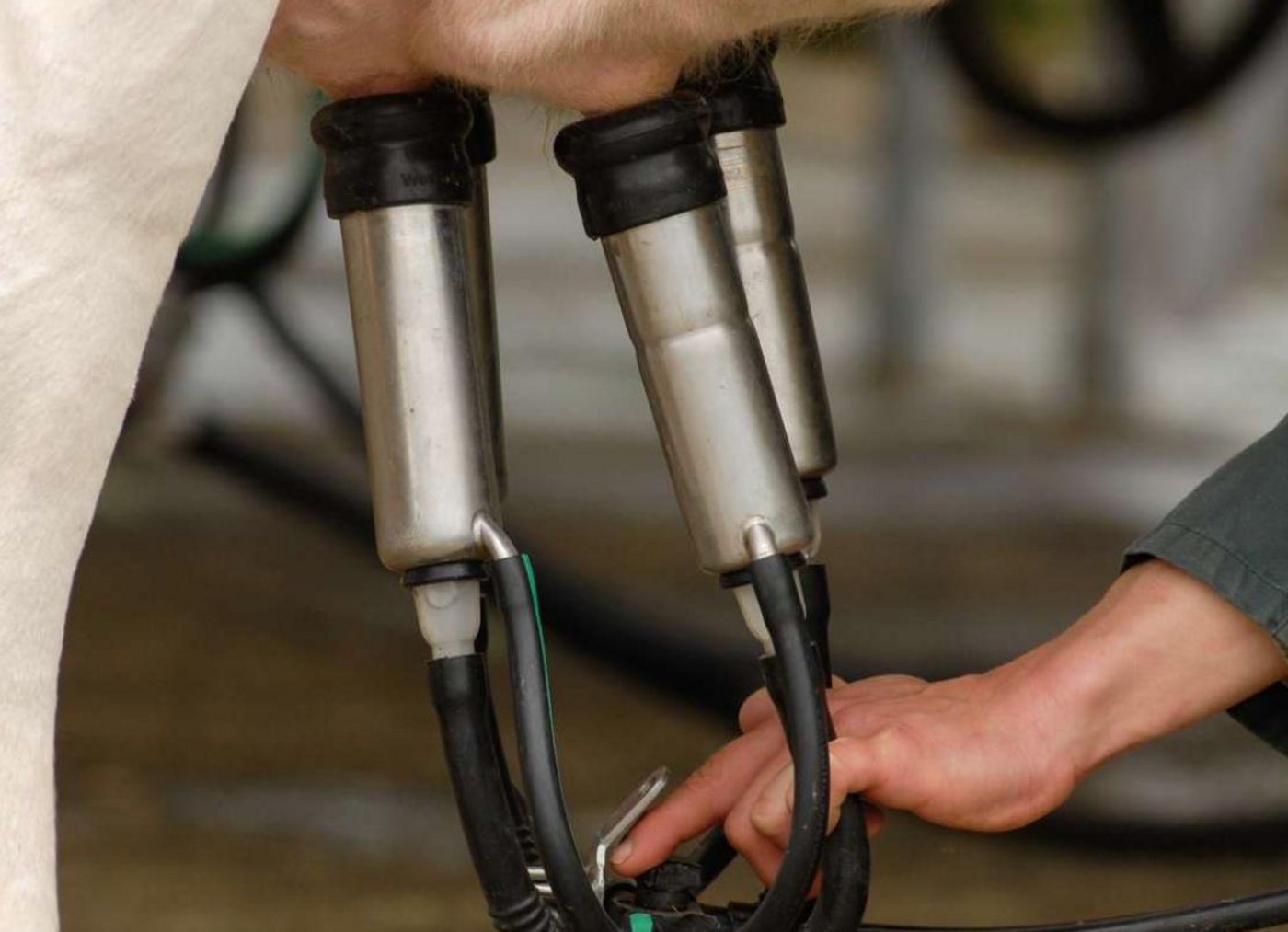 Schon fast 16000 Landwirte haben sich für die Auszahlung der allgemeinen Milchzulage angemeldet. (Bild Fotolia)