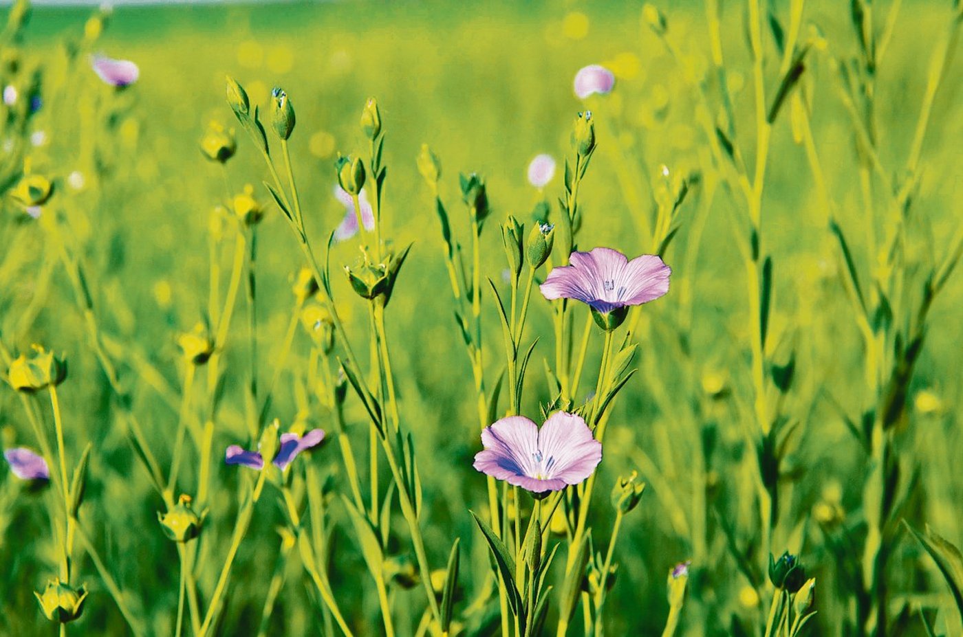 Auch Lein wird als Nischenkultur vorgestellt. (Bild Pixabay)