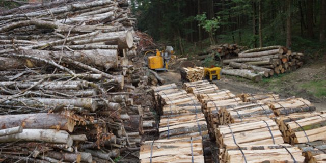 Der Nachhaltigkeitsbericht 2018 zeigt die Wirtschaftlichkeit des Waldes im Kanton Bern auf. (Bild Archiv BauZ)