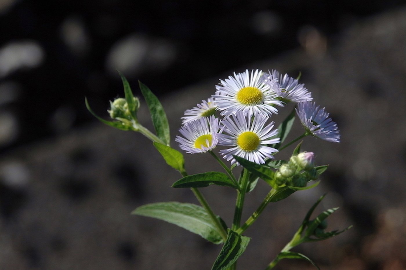 Das Einjährige  Berufkraut gefährdet  auch BFF. (Bild BauZ)