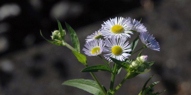 Das Einjährige  Berufkraut gefährdet  auch BFF. (Bild BauZ)