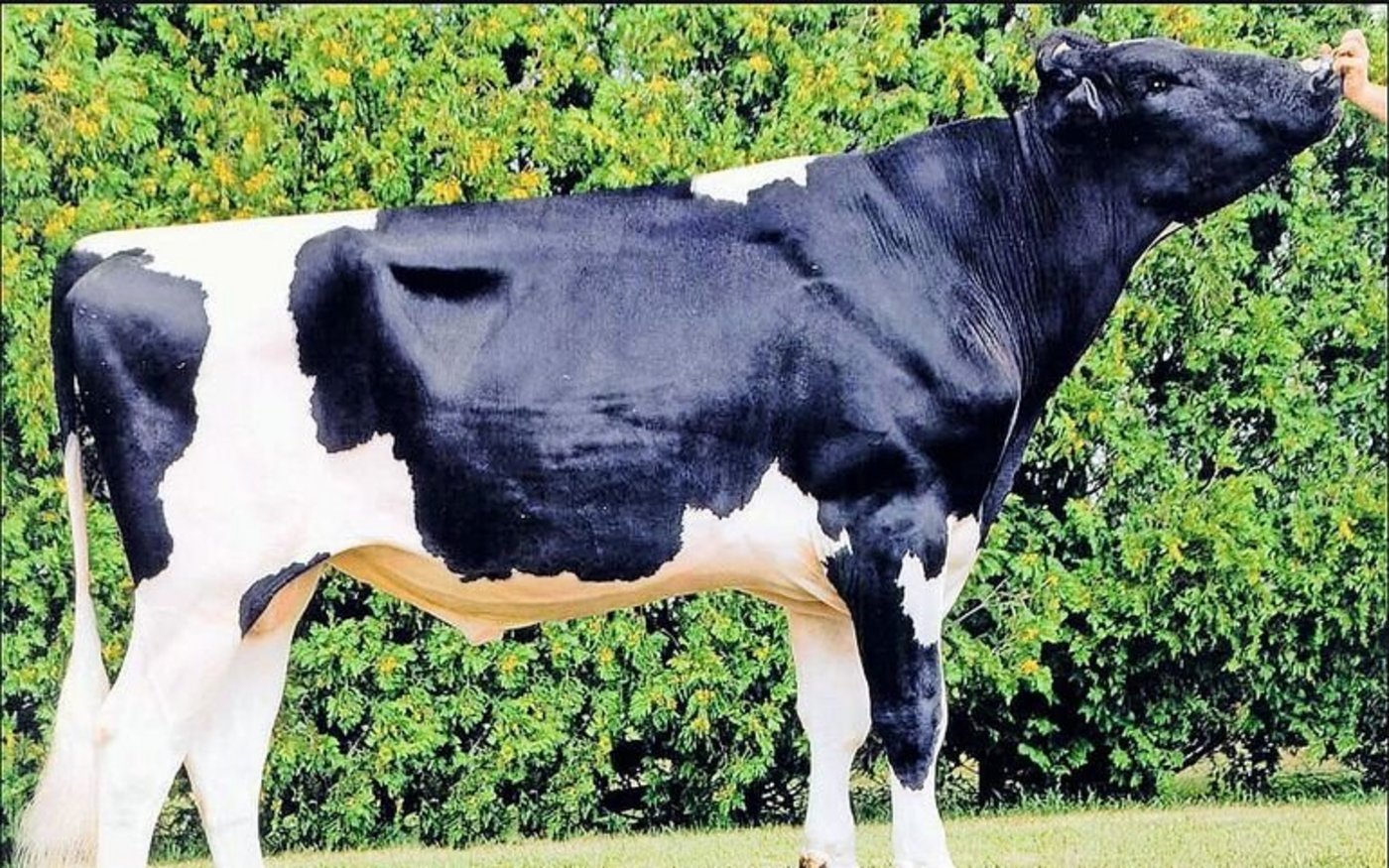 Der Rotfaktorstier Khw Elm-Park Acme mausert sich immer mehr zum 100 000er-Stier.