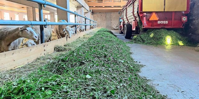 Beim Eingrasen ist Seraina Pedrolini mit einem leichten Gespann aus einem kleinen Traktor und einem kleinen Ladewagen unterwegs. 