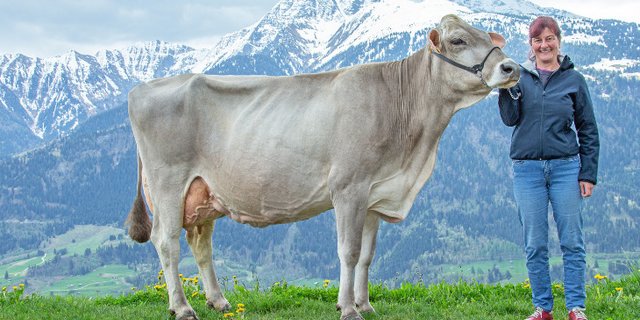 Exterieur und Leistung stimmen bei Jongleur Elisa auch noch nach sechs Laktationen. (Bild Braunvieh Schweiz)