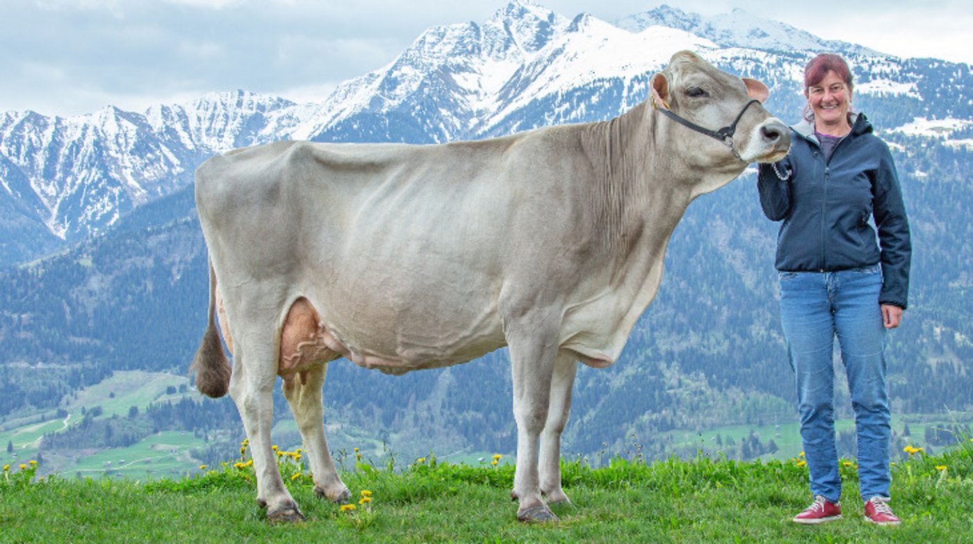 Exterieur und Leistung stimmen bei Jongleur Elisa auch noch nach sechs Laktationen. (Bild Braunvieh Schweiz)