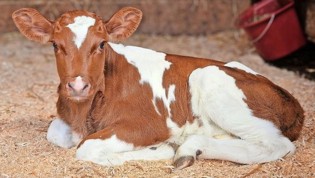 Die Bestände schrumpfen. Die Geburt eines gesunden Kalbes ist in Zeiten der Blauzunge keine Selbstverständlichkeit mehr.