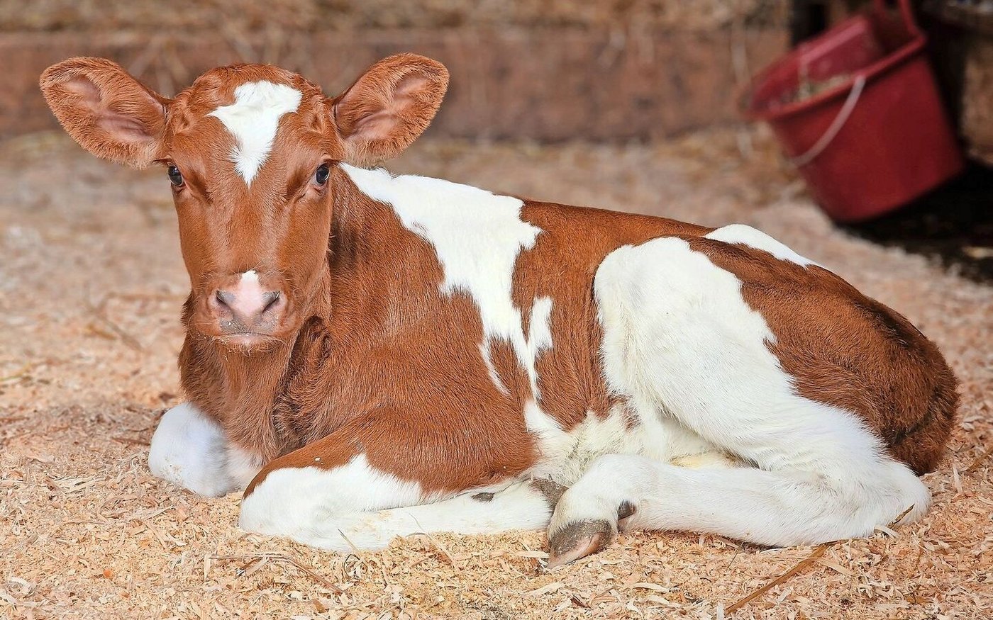 Die Bestände schrumpfen. Die Geburt eines gesunden Kalbes ist in Zeiten der Blauzunge keine Selbstverständlichkeit mehr.