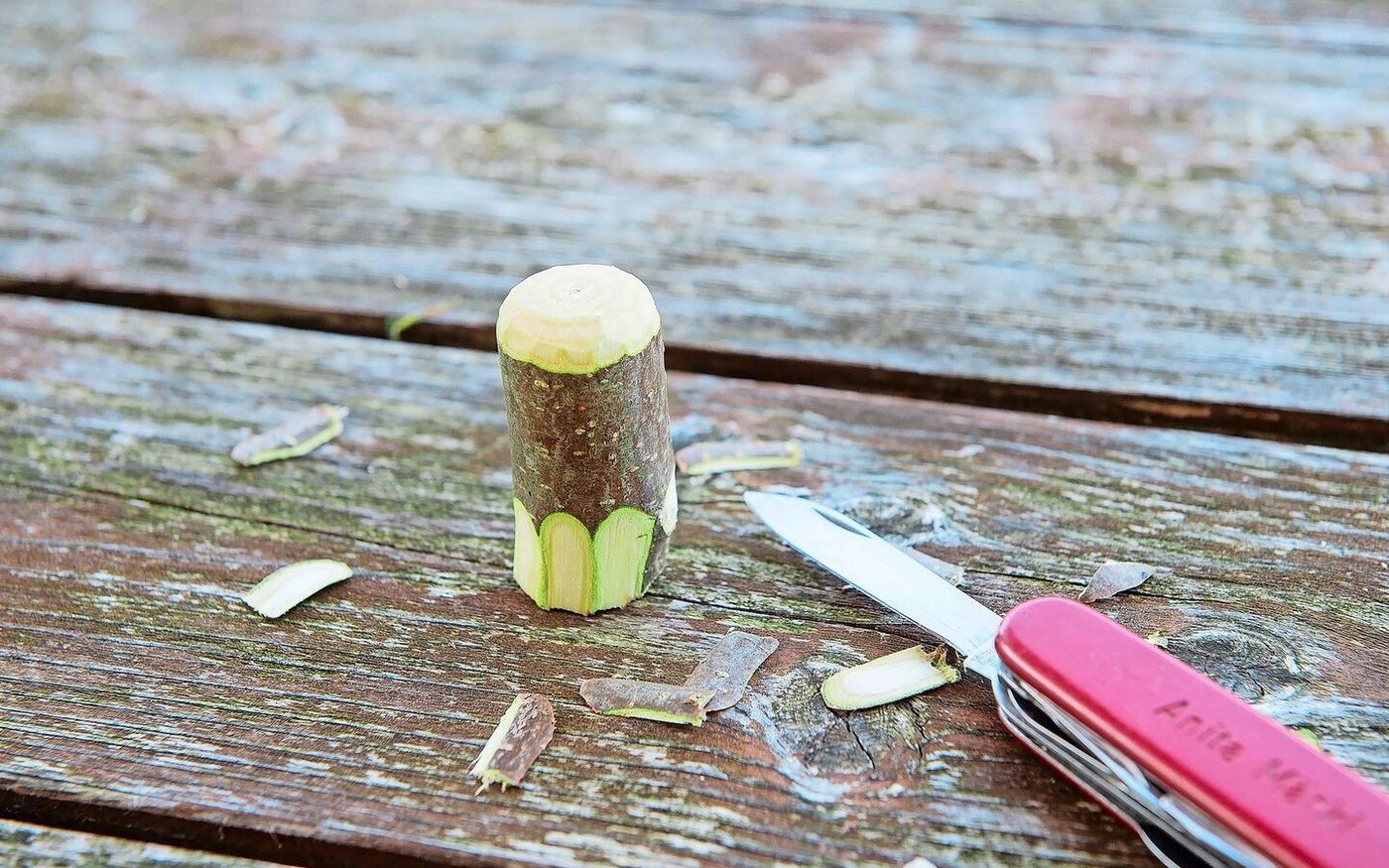 Die Schweineschnauze formen und die Rinde beiseitelegen.