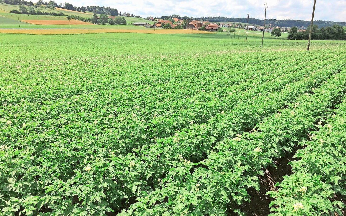 Pflanzen wie diese Bio-Kartoffeln sind vielfältigem Stress ausgesetzt. Zur Stärkung der Pflanzen können Bakterienpräparate, Algenprodukte und kieselsäurehaltige Steinmehle eingesetzt werden.