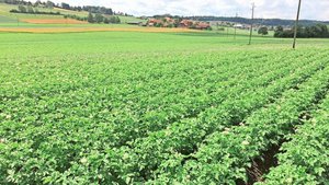 Pflanzen wie diese Bio-Kartoffeln sind vielfältigem Stress ausgesetzt. Zur Stärkung der Pflanzen können Bakterienpräparate, Algenprodukte und kieselsäurehaltige Steinmehle eingesetzt werden.