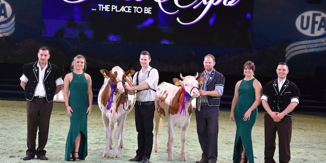 Swiss-Fleckvieh-Rinderchampion (r.) wurde Frivolo Beaute, André und Marc Raboud, Grangettes. Reserve wurde hier Wakis Edison Xenova,Lukas Wampfler, Höfen bei Thun. (Bilder Peter Fankhauser)